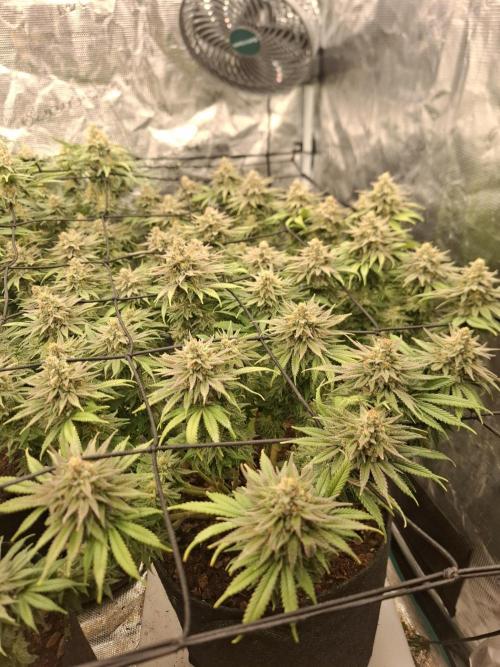 Topping LST Projekt. Week 7 - Sun of a peach 🍑