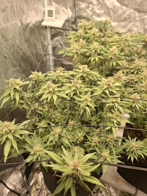 Topping LST Projekt. Week 7 - Think Tank