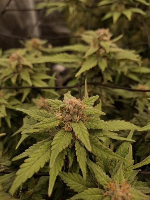 Topping LST Projekt. Week 7 - Think Thank 