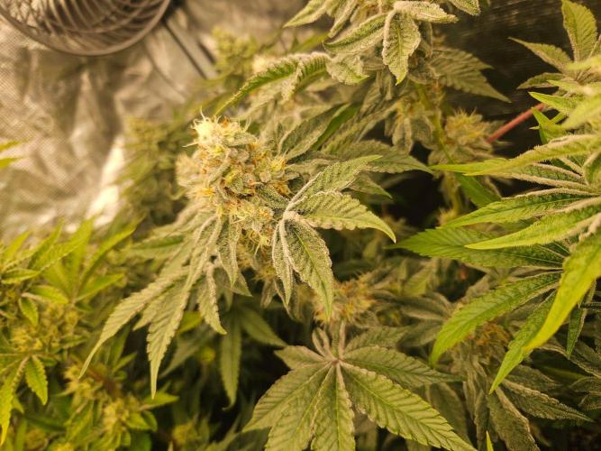 Sea of green. Week 6 - Rainbow Sherbet