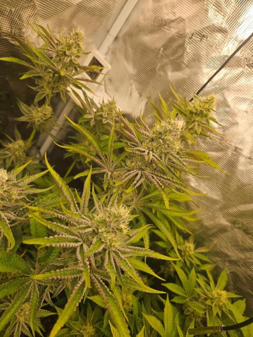 Sea of green. Week 6 - Rainbow Sherbet