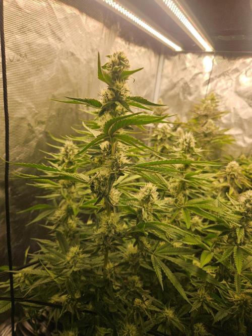 Sea of green. Week 6 - Water Melon Z