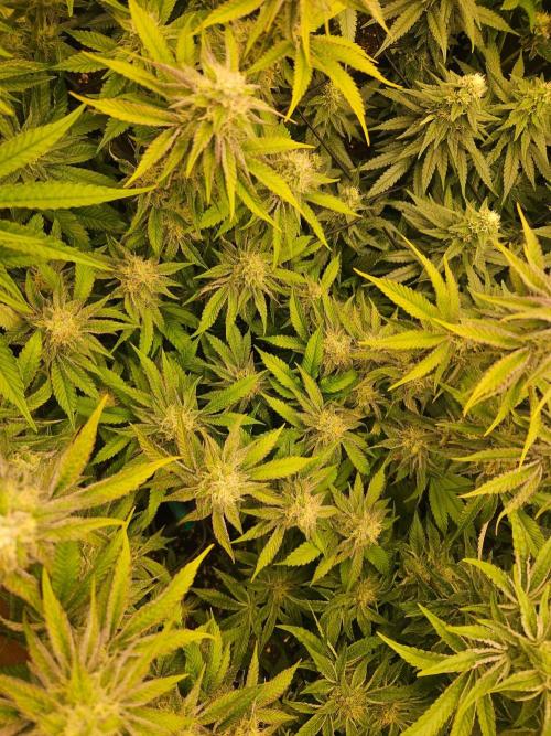 Sea of green. Week 6 - Watermelon Z
