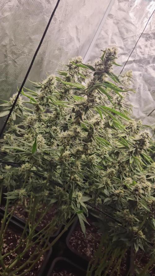 Sea of green