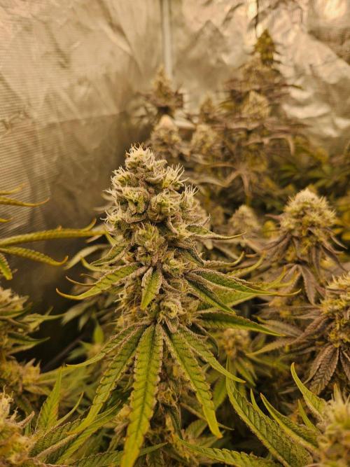 Sea of green. Week 8