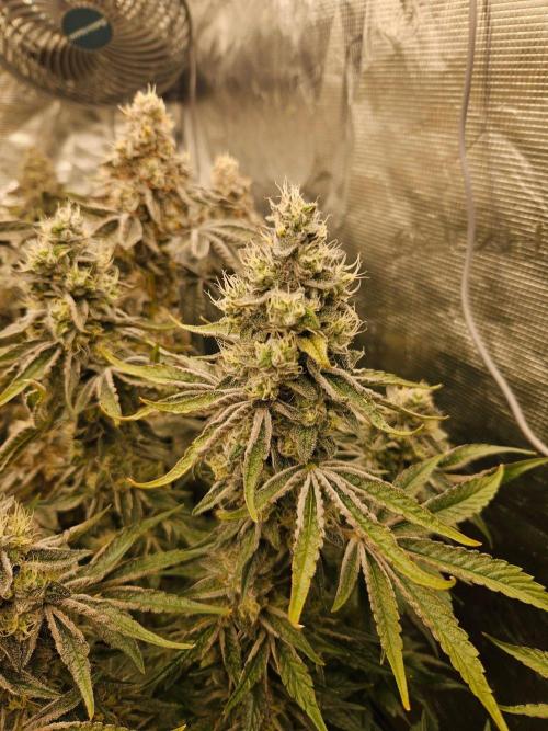 Sea of green. Week 8