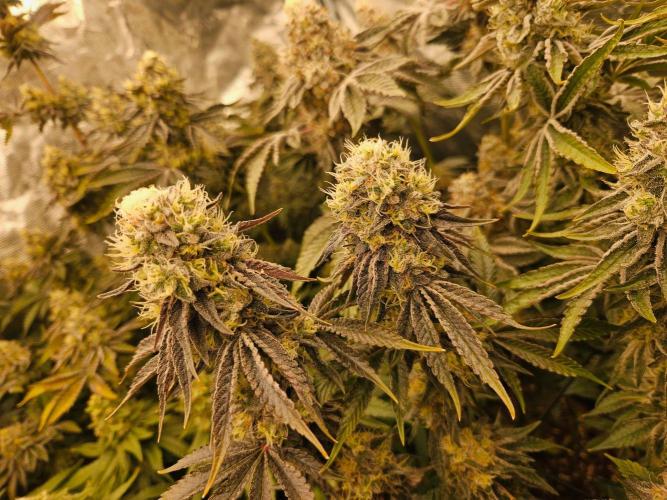 Sea of green. Week 8
