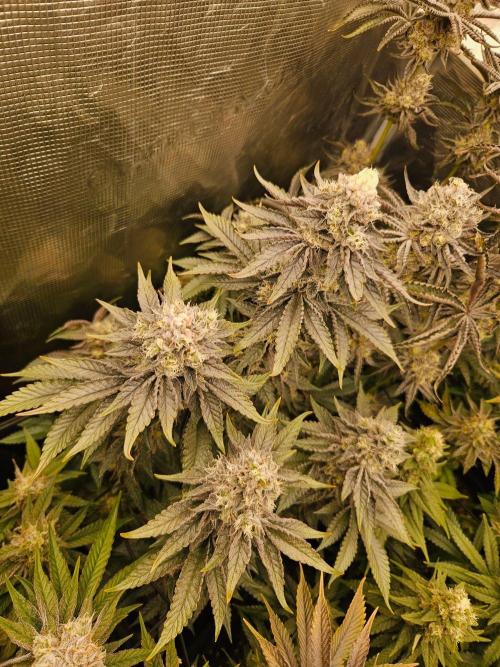 Sea of green. Week 8