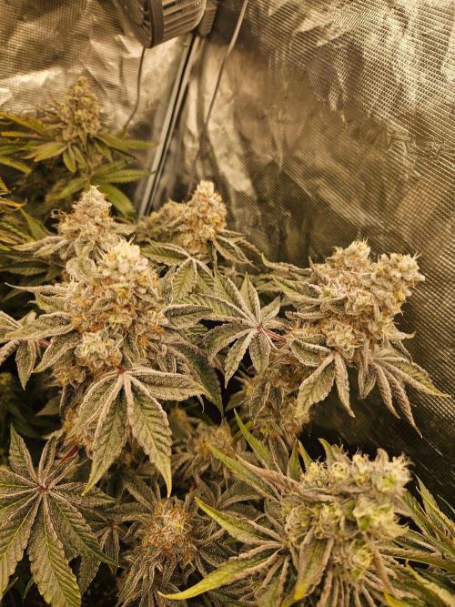 Sea of green. Week 8