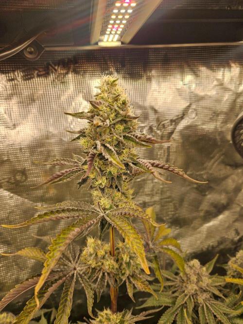 Sea of green. Week 8