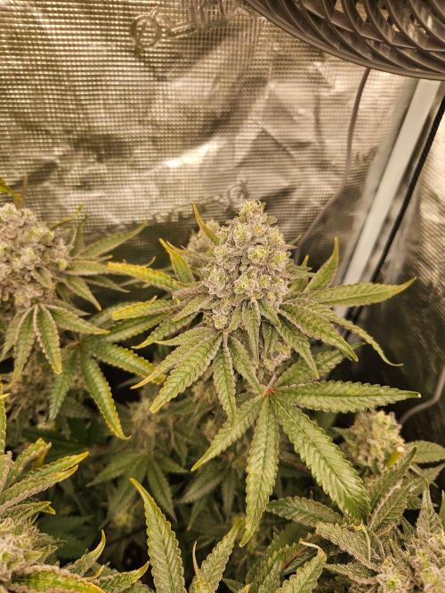 Sea of green. Week 8