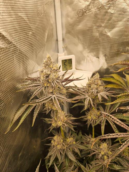 Sea of green. Week 8