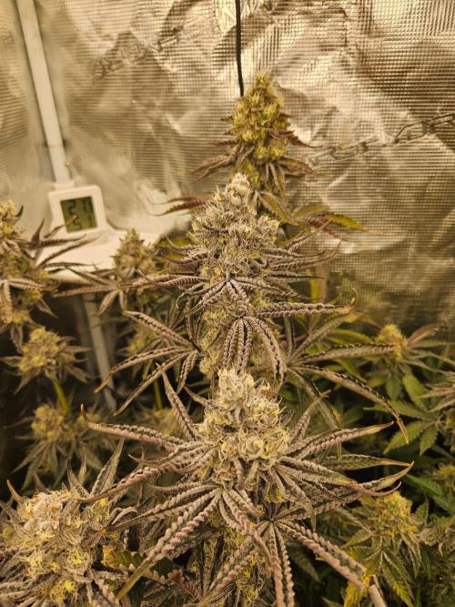 Sea of green. Week 8