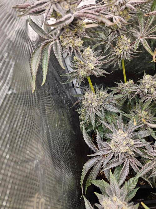 Sea of green. Week 8