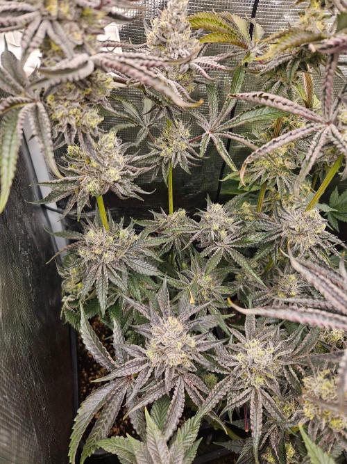 Sea of green. Week 8