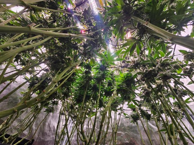 Sea of green. Week 8