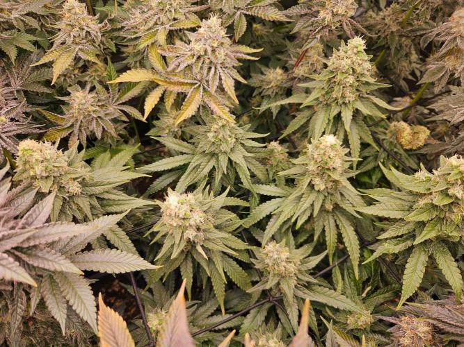 Sea of green. Week 8