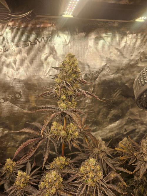 Sea of green. Week 9