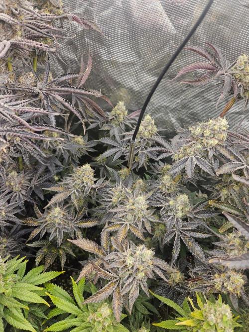 Sea of green. Week 9
