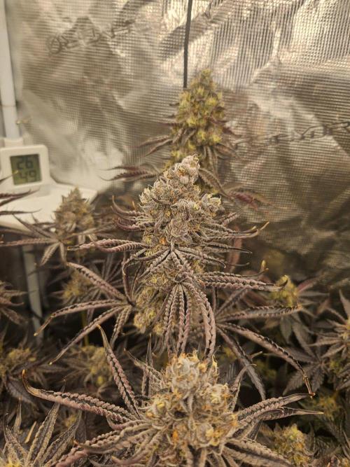 Sea of green. Week 9