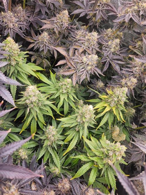 Sea of green. Week 9