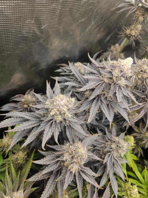 Sea of green. Week 9