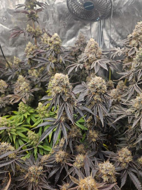 Sea of green. Week 9