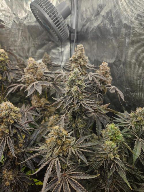 Sea of green. Week 9