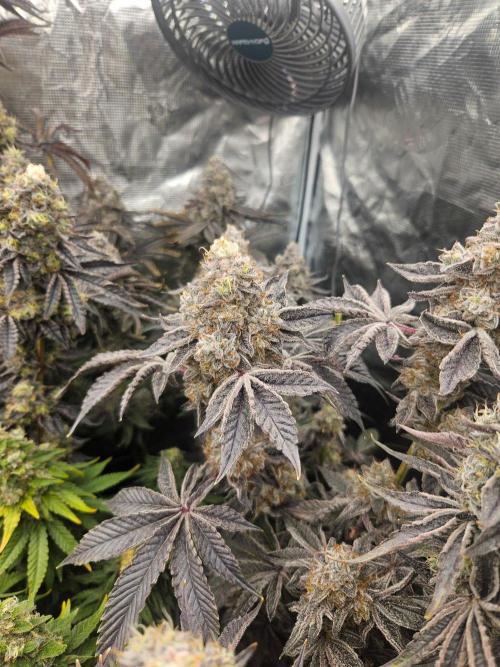 Sea of green. Week 9