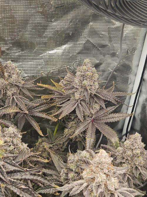 Sea of green. Week 9
