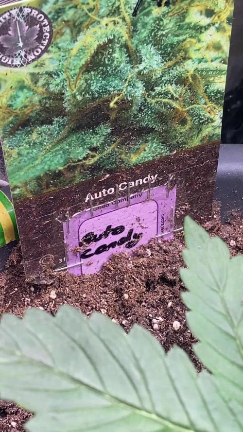 The Sweetest OUTDOOR Journey Ever!