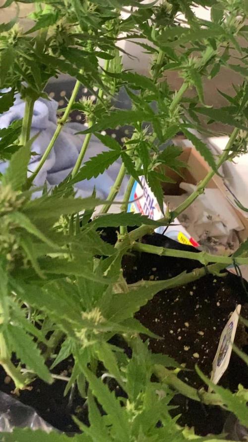 Divine Seeds Test 1