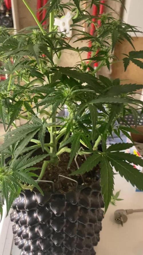 Zkittlez auto run x2
