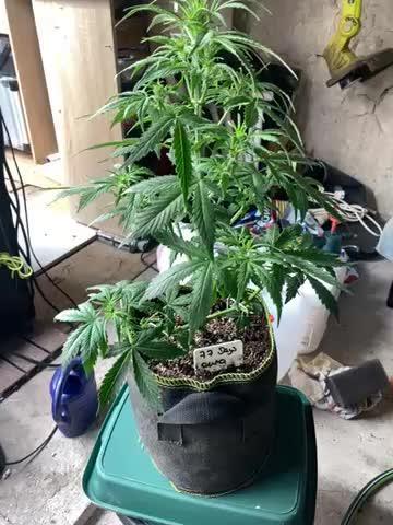 A High-Speed Journey with Divine Seeds