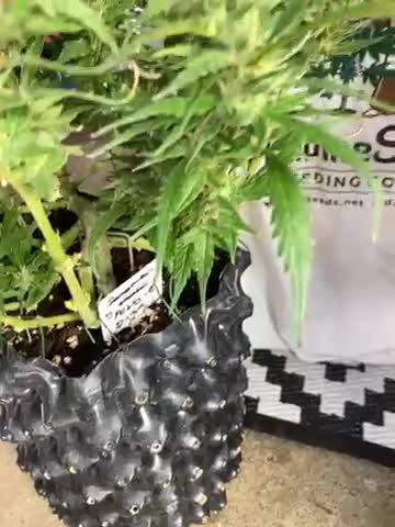 Divine Seeds Test 1