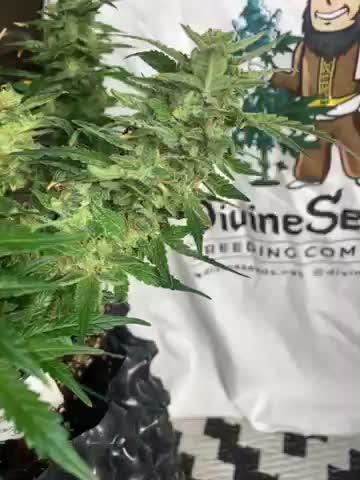 Rapier is the new strong thing here