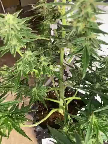 The second run of Rapier auto INDOOR ;-)