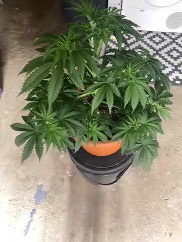 Auto Opium by Divine Seeds
