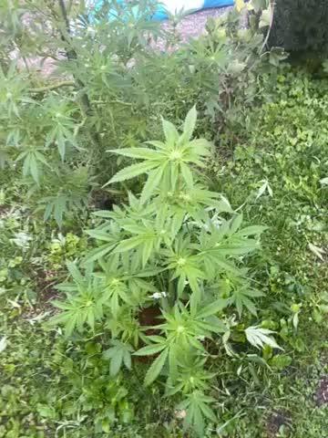 White Widow: Diary of a frosty queen