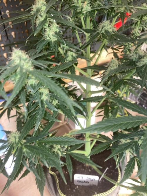 A High-Speed Journey with Divine Seeds