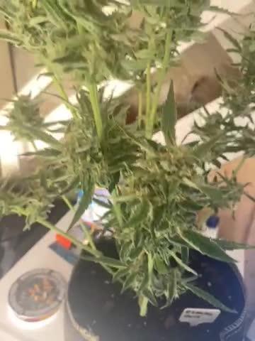 Auto Blueberry