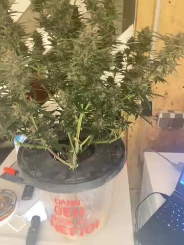 Here we fly again with the Stars