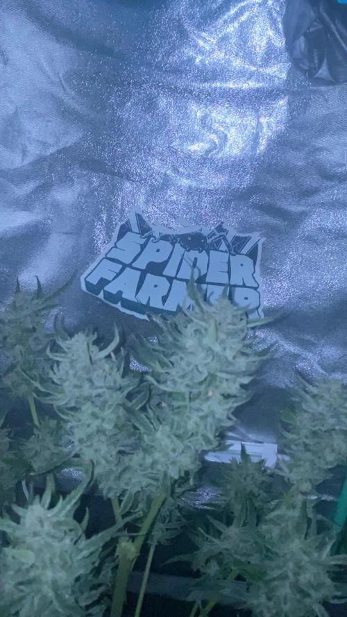Auto Blueberry