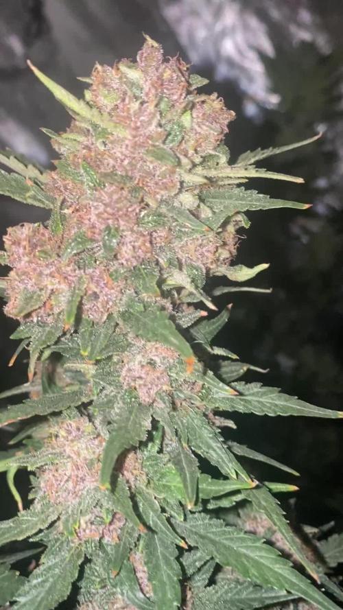 Here we fly again with the Stars