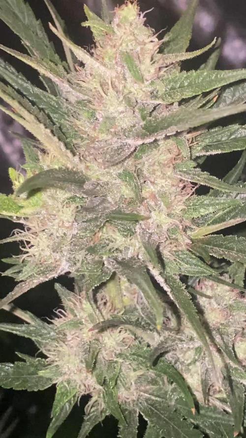 The Sweetest OUTDOOR Journey Ever!