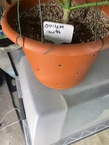 Auto Opium by Divine Seeds