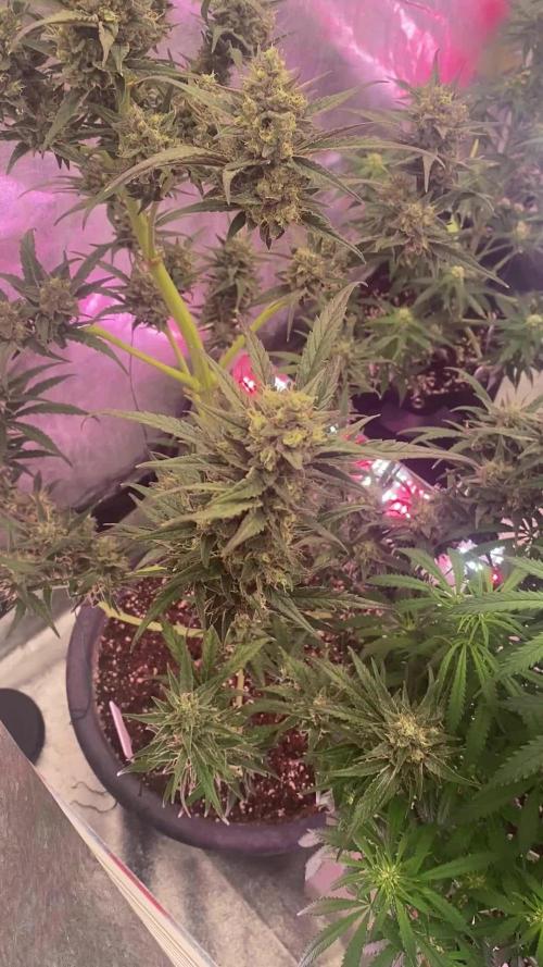 The Sweetest OUTDOOR Journey Ever!