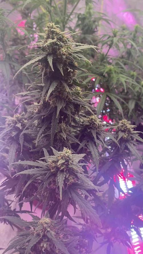 A High-Speed Journey with Divine Seeds