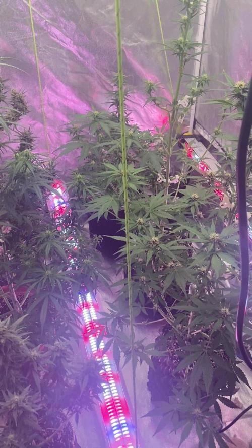 A Blue Dream comes true vol.2