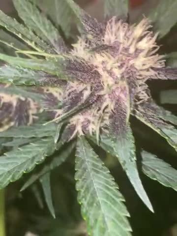 A Blue Dream comes true vol.2